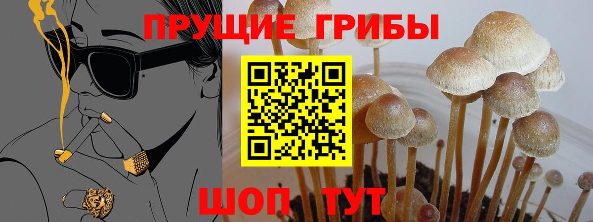 Галлюциногенные грибы Psilocybe Новокуйбышевск